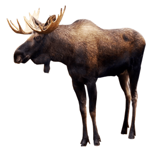 Moose, elk PNG-66254